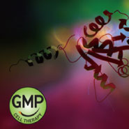 GMP Proteins