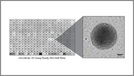 Wide selection of BMEs and other ECMs for 3-D culturing