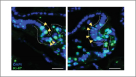 Wide selection of BMEs and other ECMs for 3-D culturing