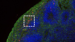 Formation of 3-D, functional neuronal networks in vitro